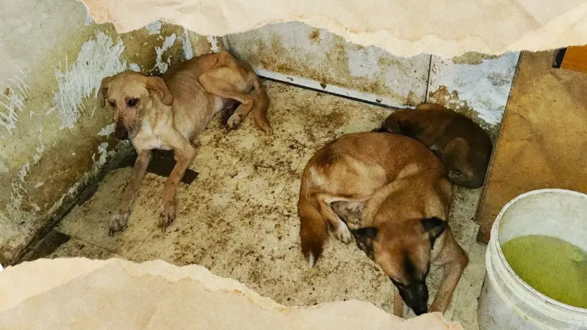En dos años, Ayuntamiento de Puebla recibió 600 reportes de maltrato animal 