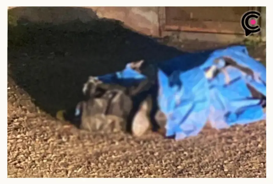Abandonan dos cuerpos embolsados en el municipio de Amozoc