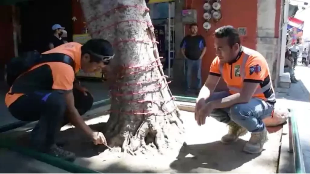 Detecta la Secretaría de Medio Ambiente árbol con riesgo de caída en la Calle 5 de mayo