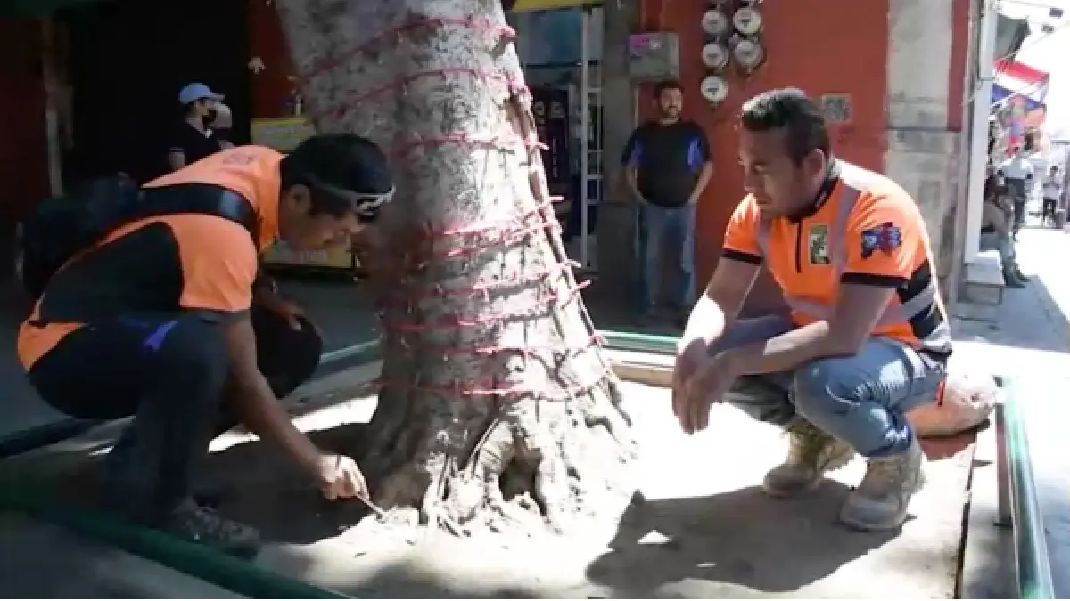 Detecta la Secretaría de Medio Ambiente árbol con riesgo de caída en la Calle 5 de mayo