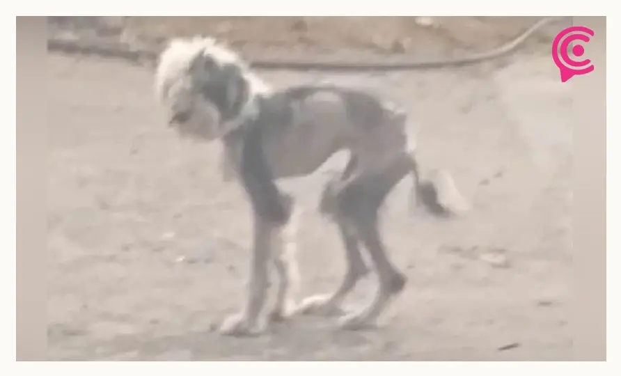 Exigen a Bienestar Animal Puebla rescatar a perrita víctima de maltrato animal