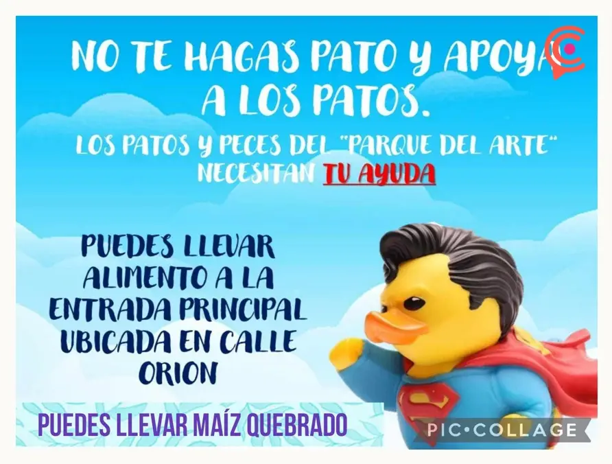Patos y peces del Parque del Arte siguen sufriendo por alimento