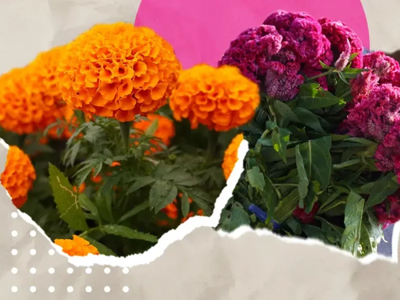 Feria del Cempasúchil y Terciopelo llega a Atlixco para festejar el Día de Muertos