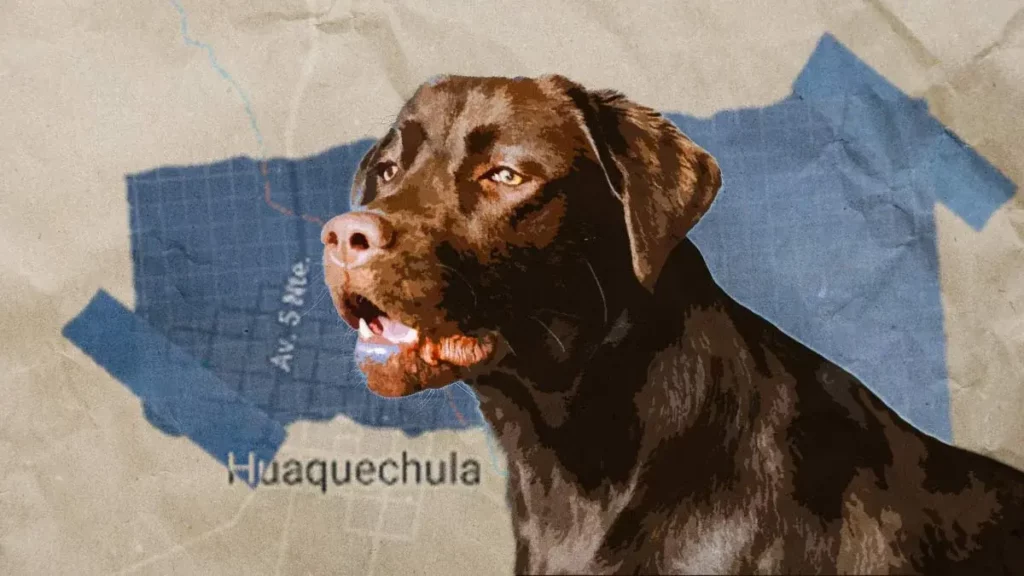 Un perro encontró un brazo y lo llevó a su casa en Huaquechula