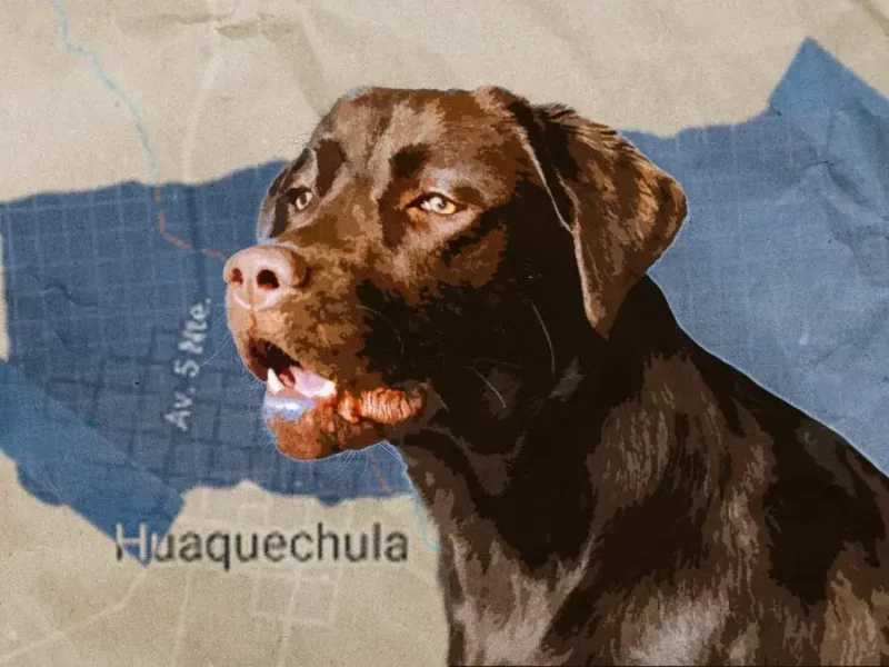 Un perro encontró un brazo y lo llevó a su casa en Huaquechula