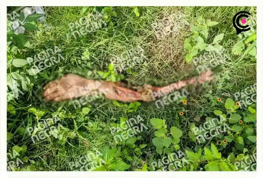 Un perro encontró un brazo y lo llevó a su casa en Huaquechula