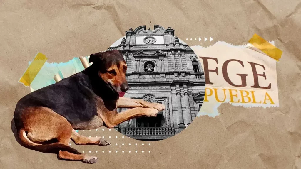 Ayuntamiento de Puebla ha presentado 17 denuncias por maltrato animal ante la FGE