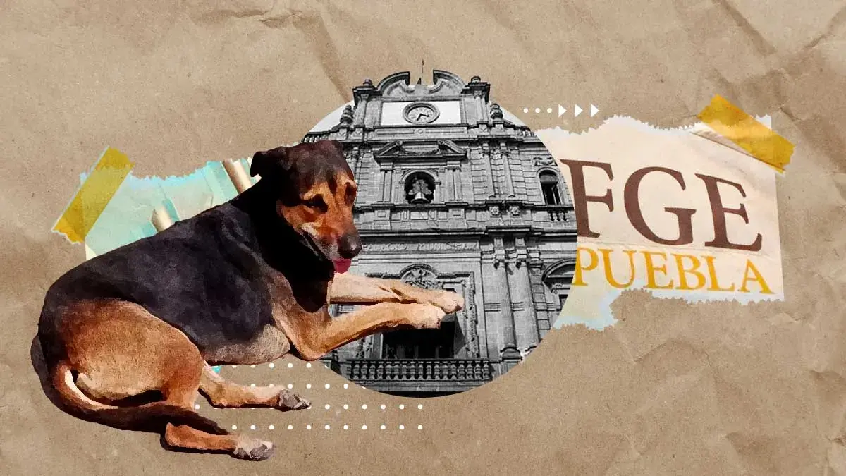 Ayuntamiento de Puebla ha presentado 17 denuncias por maltrato animal ante la FGE