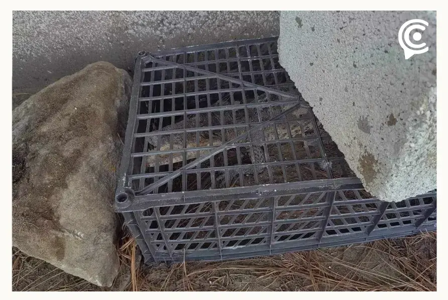 En un preescolar de Amozoc encontraron un cocodrilo, fue capturado