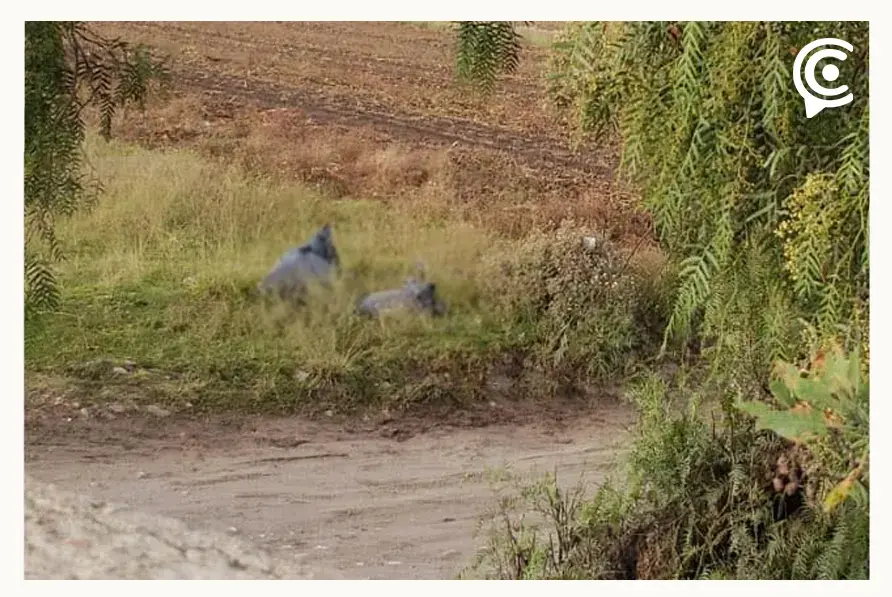 Abandonan diez bolsas con restos humanos en Amozoc