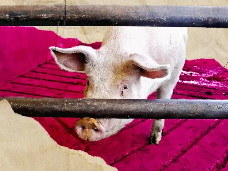 El 40% de la carne de cerdo en Puebla capital viene de rastros clandestinos