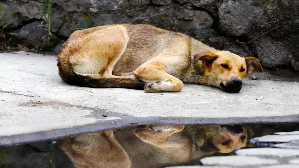 Movimiento Animalista de Puebla inicia campaña de acopio para mascotas de Acapulco