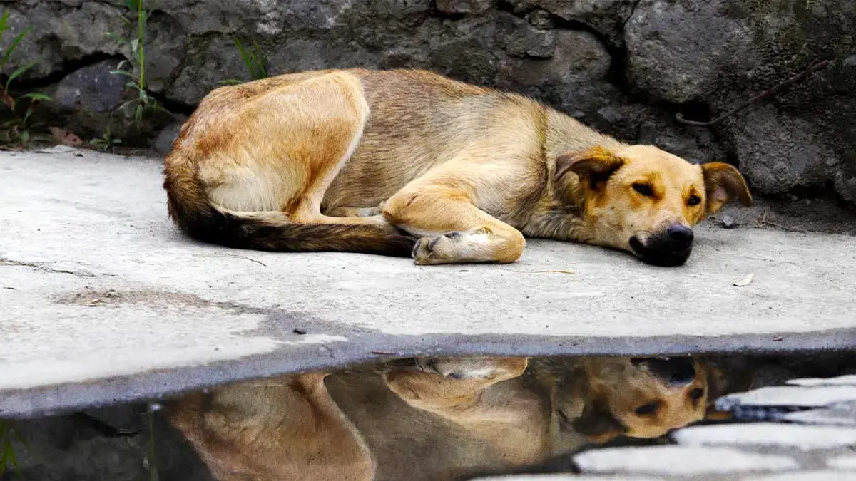 Movimiento Animalista de Puebla inicia campaña de acopio para mascotas de Acapulco