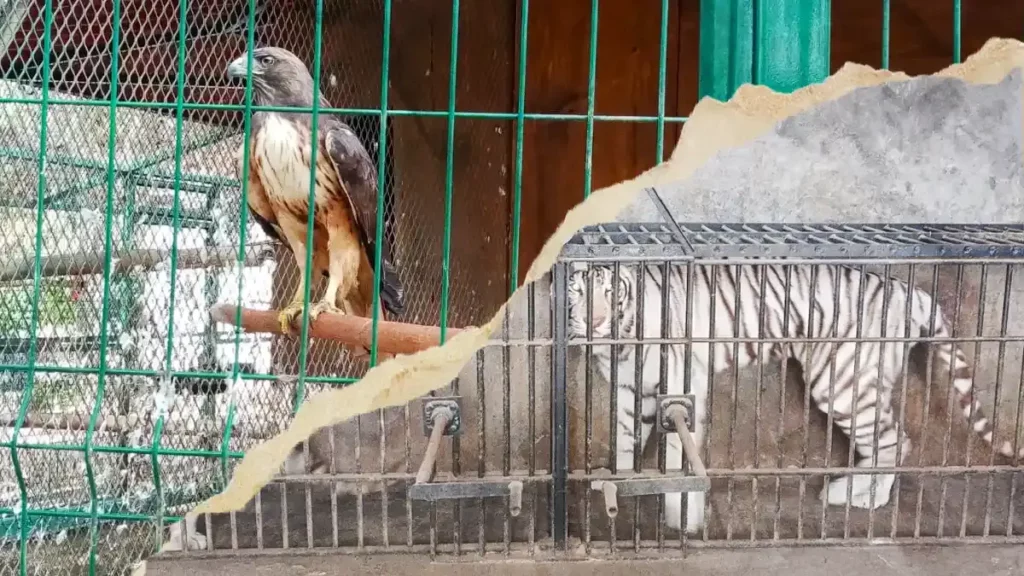 Tras denuncia, Profepa recupera a siete animales exóticos que estaban en Chapulco
