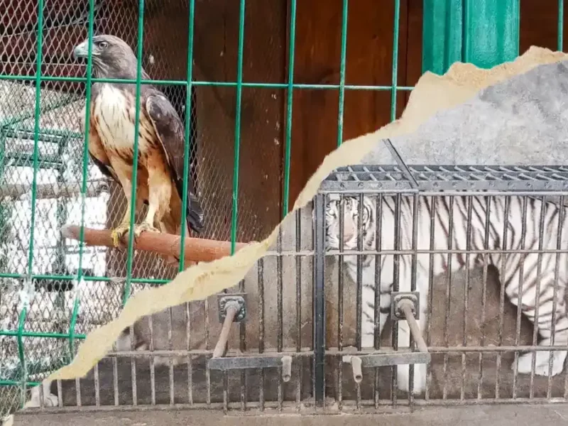 Tras denuncia, Profepa recupera a siete animales exóticos que estaban en Chapulco