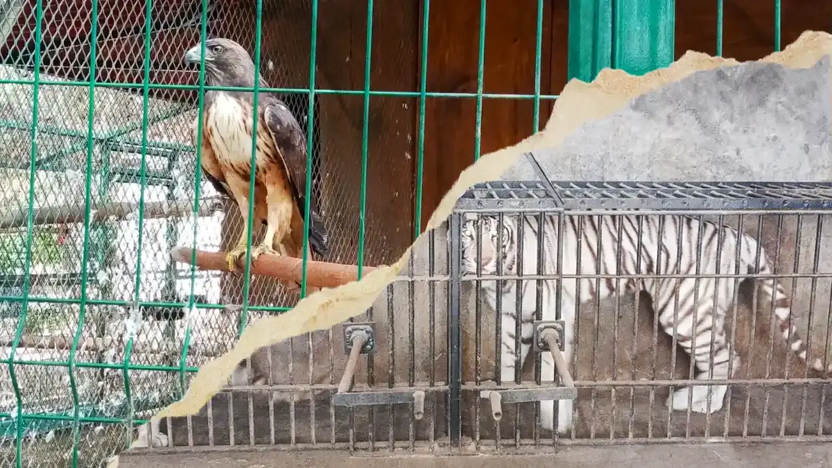 Tras denuncia, Profepa recupera a siete animales exóticos que estaban en Chapulco