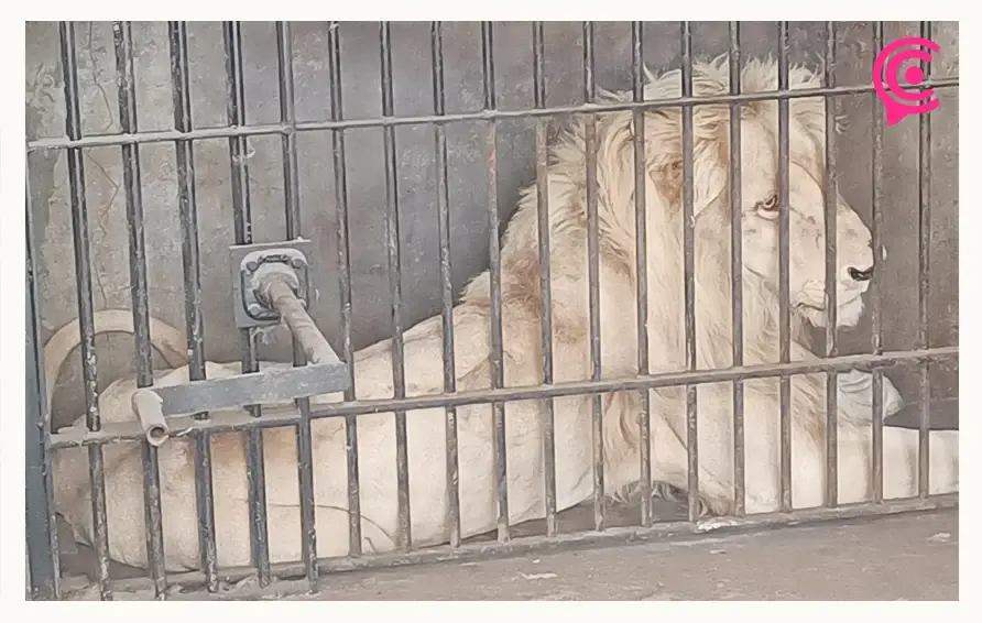 Tras denuncia, Profepa recupera a siete animales exóticos que estaban en Chapulco