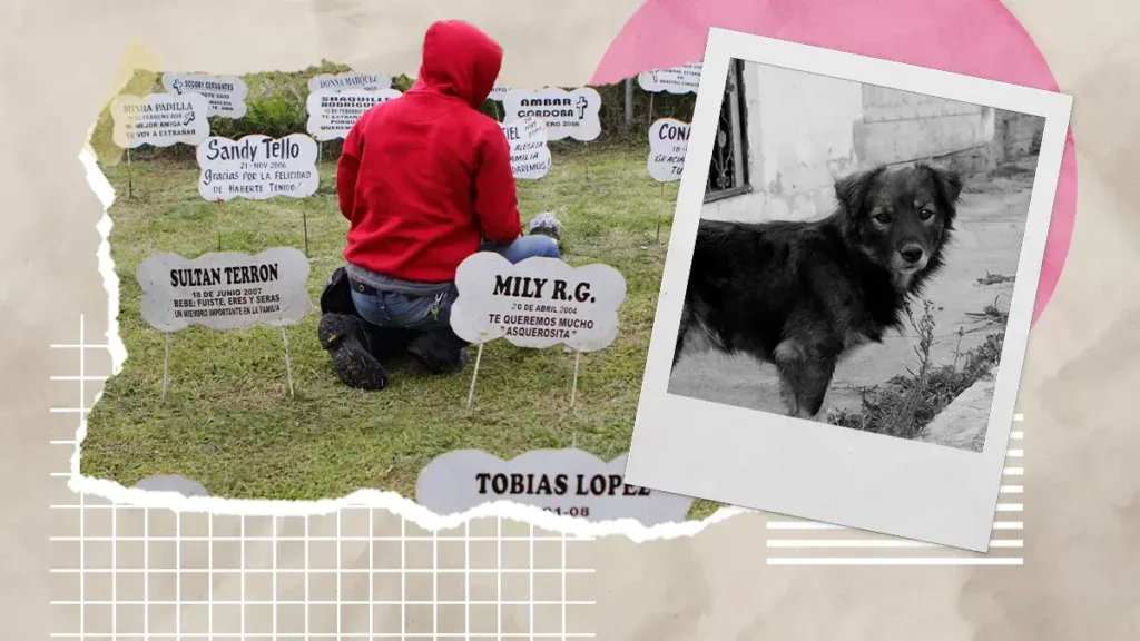 Conoce el cementerio de mascotas en Puebla