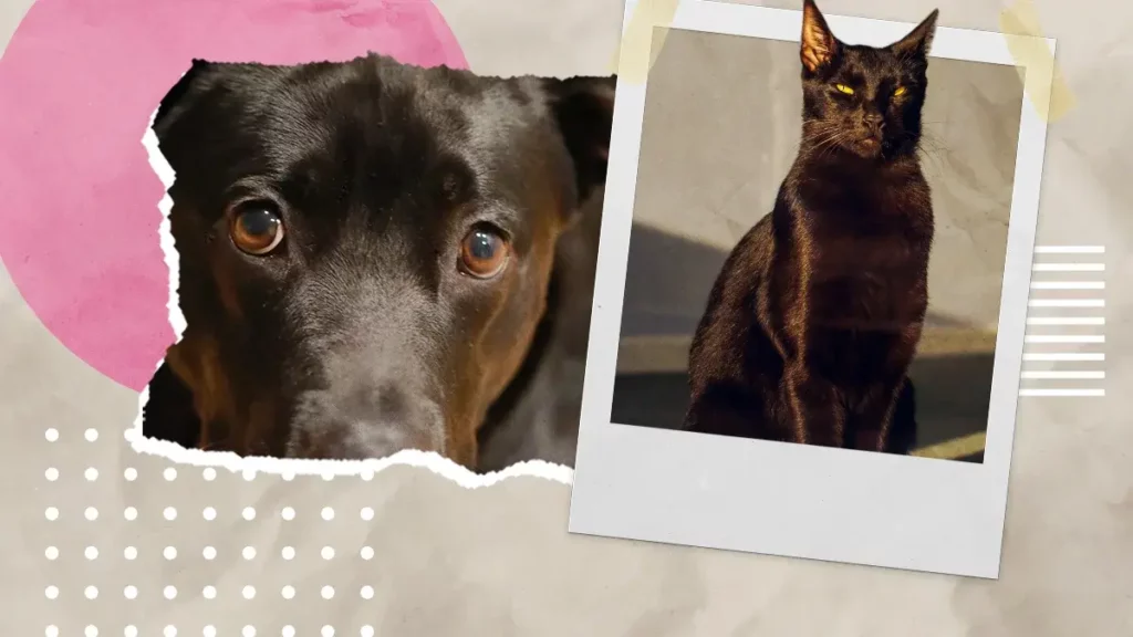 ¿Por qué no se deben dar perros y gatos en adopción en octubre y noviembre?