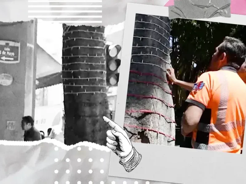 Detectan árbol en riesgo de caer sobre la calle 5 de Mayo en Puebla
