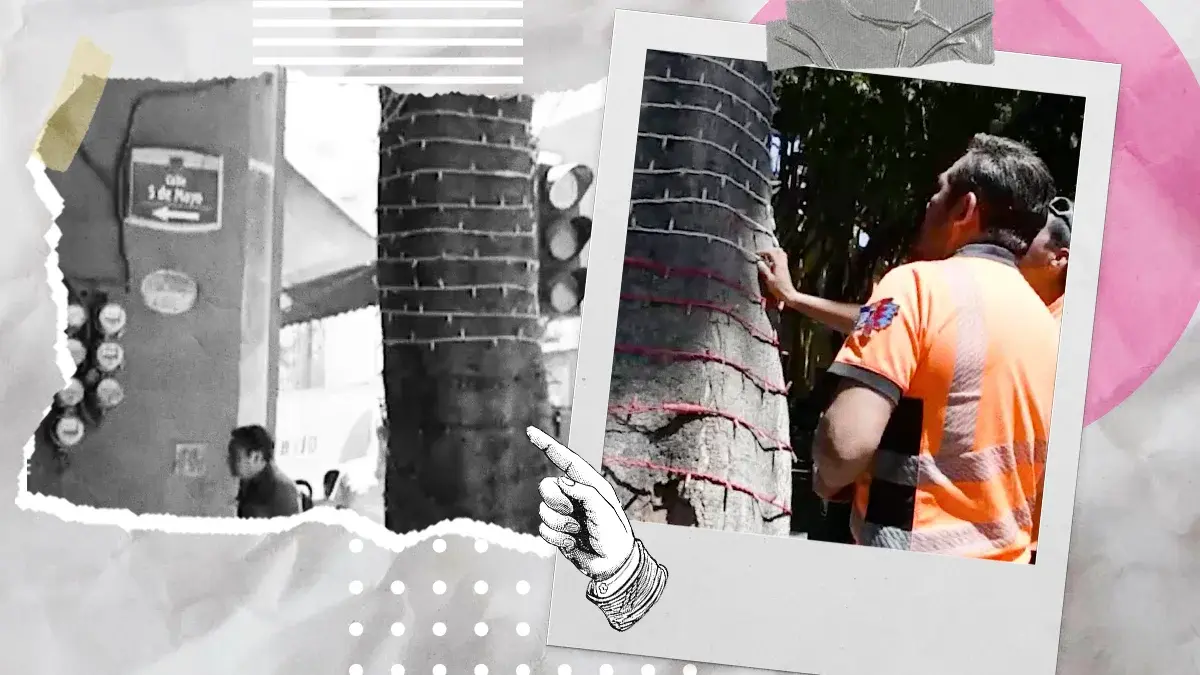Detectan árbol en riesgo de caer sobre la calle 5 de Mayo en Puebla