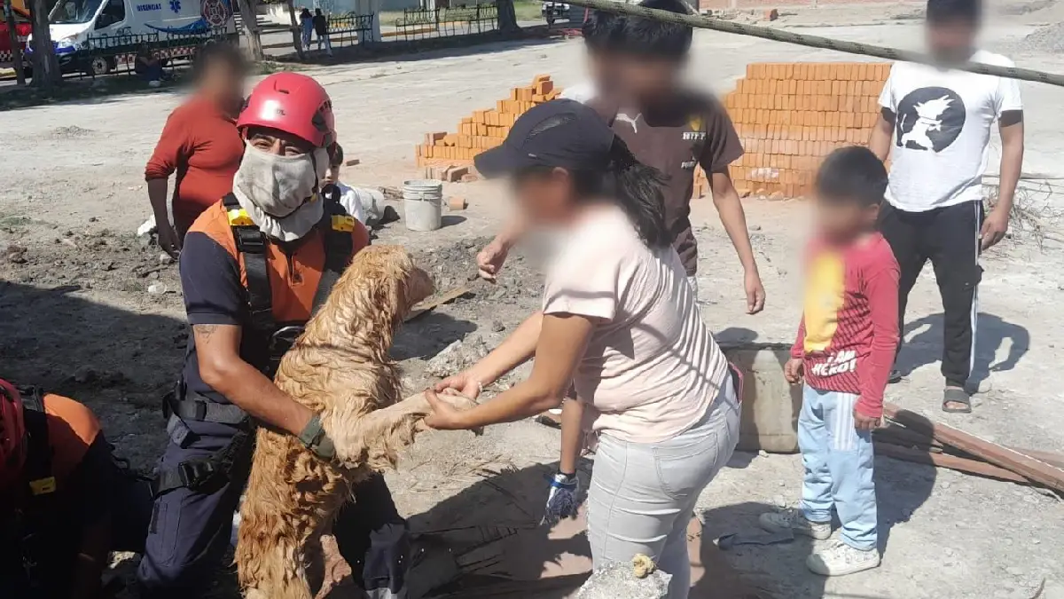 Tras caer 18 metros en un pozo, bomberos de San Andrés Cholula rescatan a dos canes