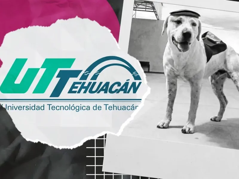 Matan de un disparo a “Ingeniero”, el perro adoptado por la Universidad Tecnológica de Tehuacán