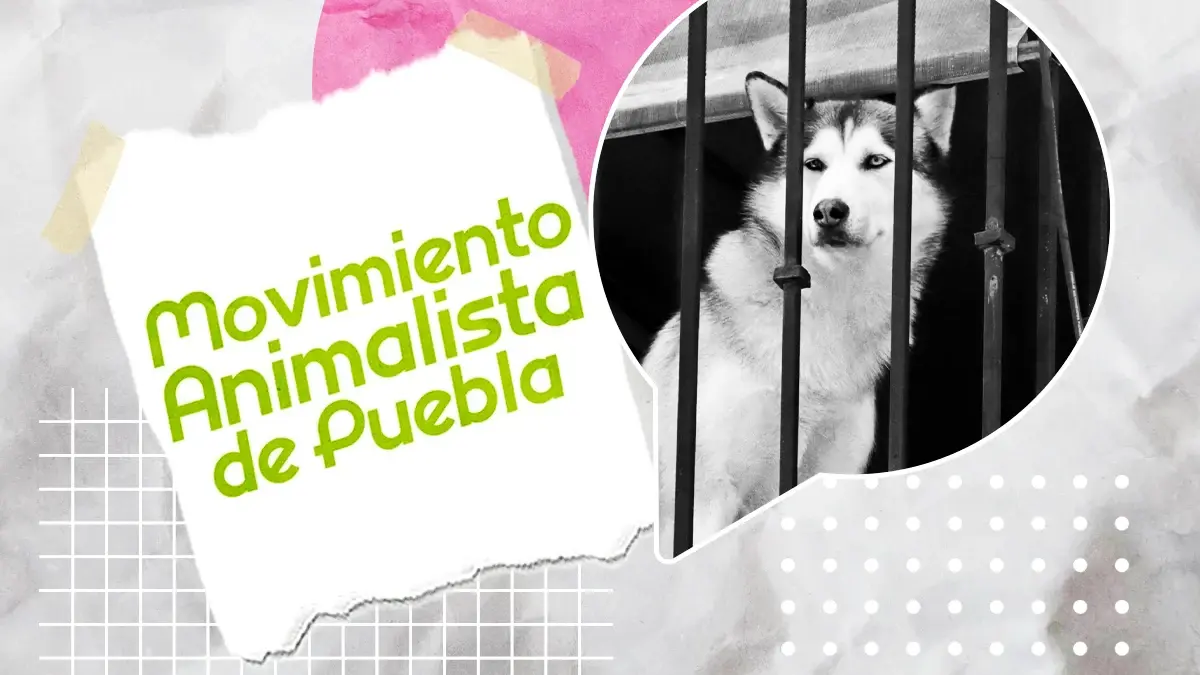 Colectivos exigen a la FGE cumplir con la Unidad Especializada en Delitos contra los Animales