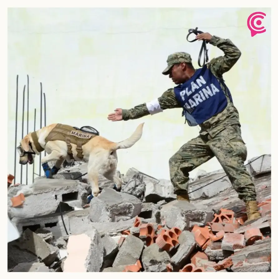 Frida la perrita rescatista, localizó a más de 50 personas en nueve años de servicio