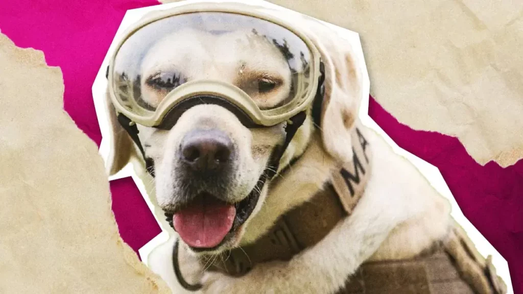 Frida la perrita rescatista, localizó a más de 50 personas en nueve años de servicio