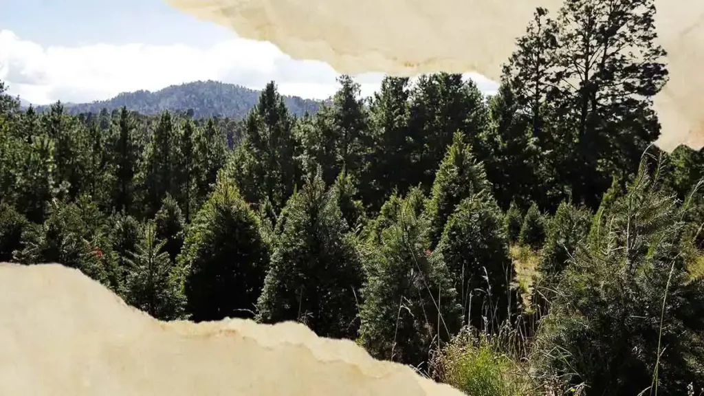 Tlahuapan te invita a su Feria del Pino y la Trucha 2023