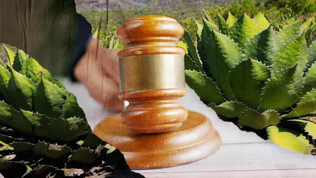 Proponen castigar en Puebla el robo de agave hasta con 13 años de prisión