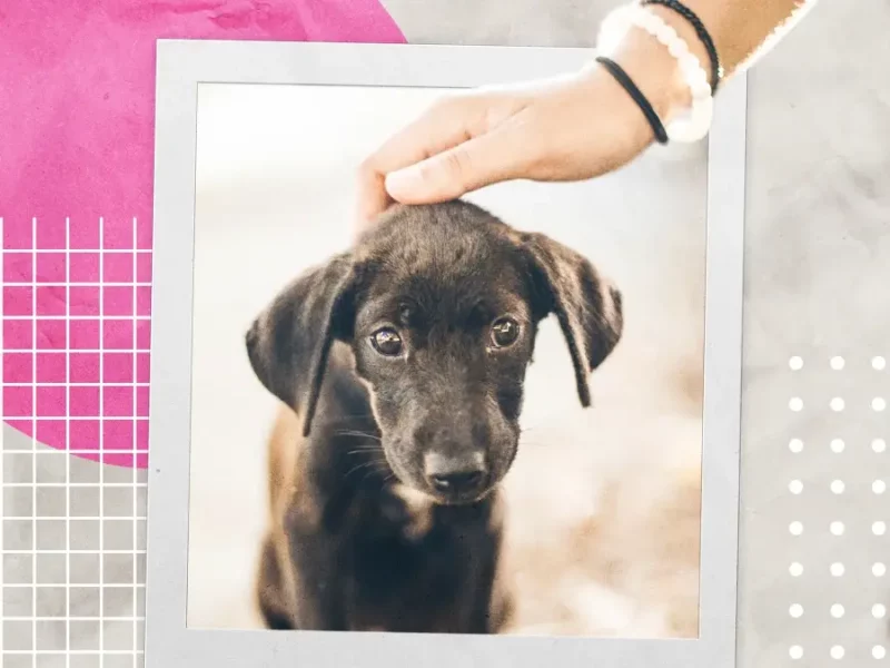 Invita Ayuntamiento de Puebla a adoptar animales de compañía y evitar el abandono