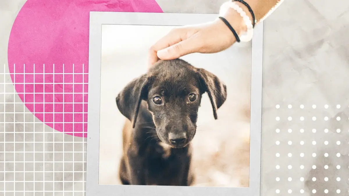 Invita Ayuntamiento de Puebla a adoptar animales de compañía y evitar el abandono