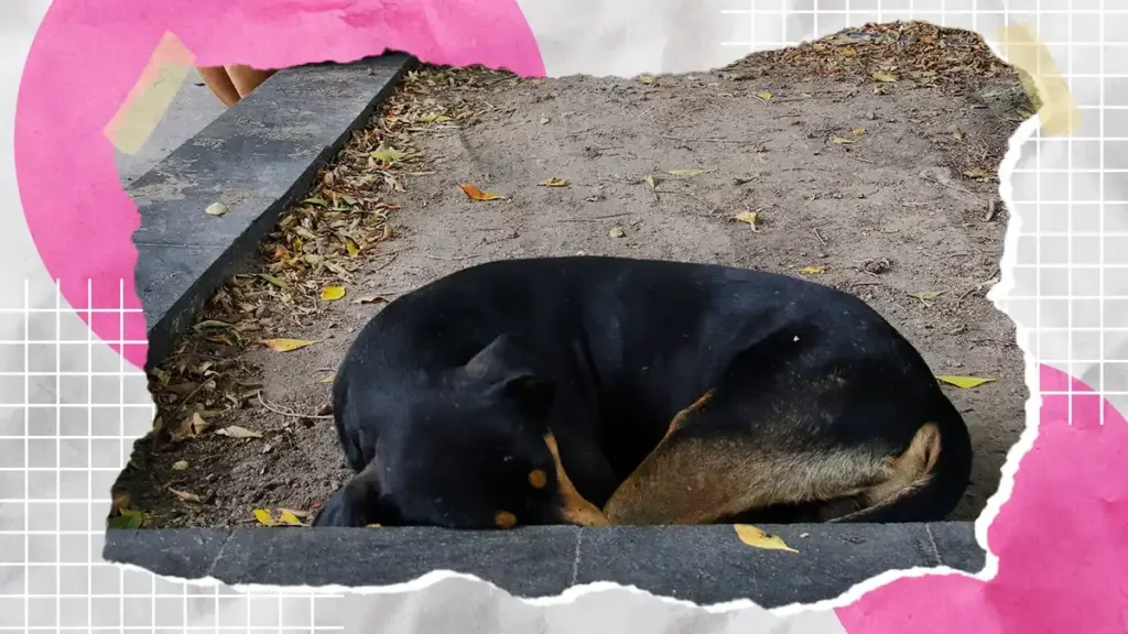 En Puebla capital se puede denunicar la violencia animal mediante la app 'Alerta Contigo'