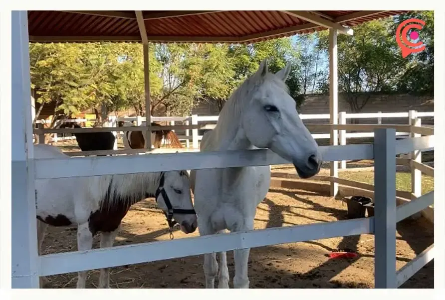 Cuacolandia en Puebla ha rescatado más de 300 caballos maltratados y abandonados