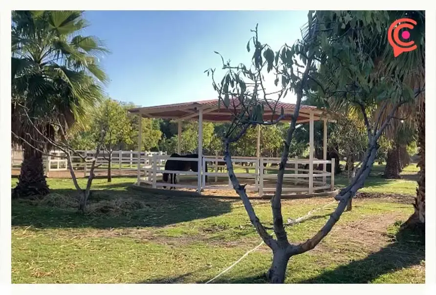 Cuacolandia en Puebla ha rescatado más de 300 caballos maltratados y abandonados