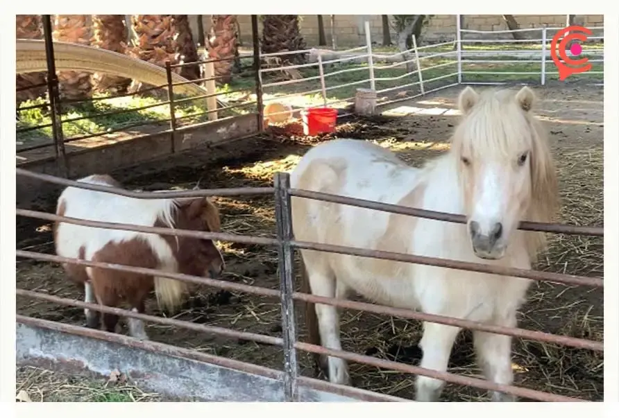 Cuacolandia en Puebla ha rescatado más de 300 caballos maltratados y abandonados