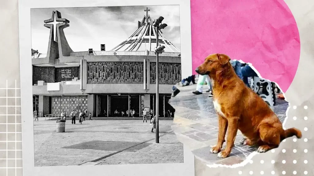 Peregrinación 2023: Los “perros peregrinos” abandonados por los fieles católicos en la Basílica de Guadalupe