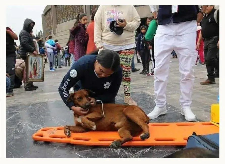 Peregrinación 2023: Los “perros peregrinos” abandonados por los fieles católicos en la Basílica de Guadalupe