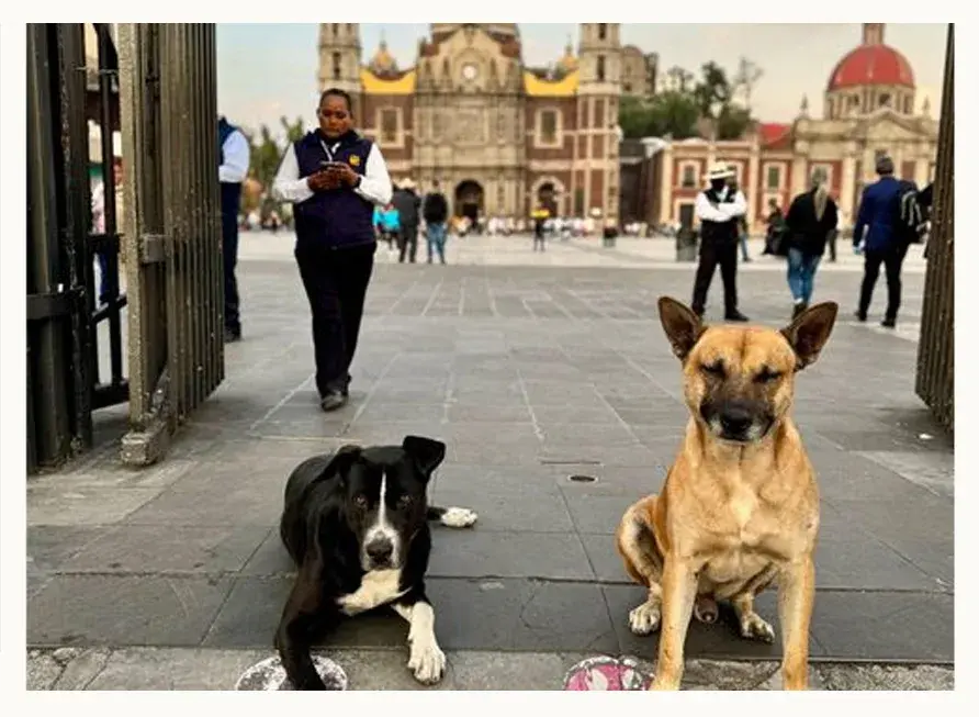 Peregrinación 2023: Los “perros peregrinos” abandonados por los fieles católicos en la Basílica de Guadalupe