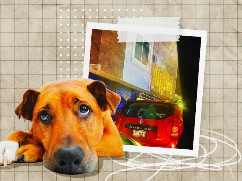 Sujeto atropelló a propósito a perro que dormía en calles de Galaxia Bosques de Amalucan