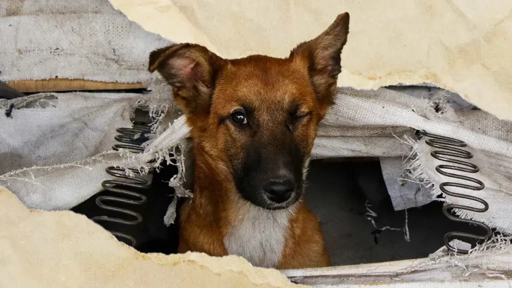 Participa en el Croquetón de Central para ayudar a perros callejeros en Puebla