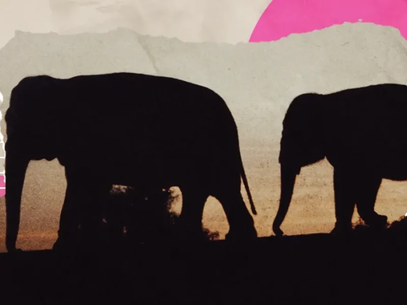 Vive una aventura inigualable en Africam Safari con sus recorridos nocturnos