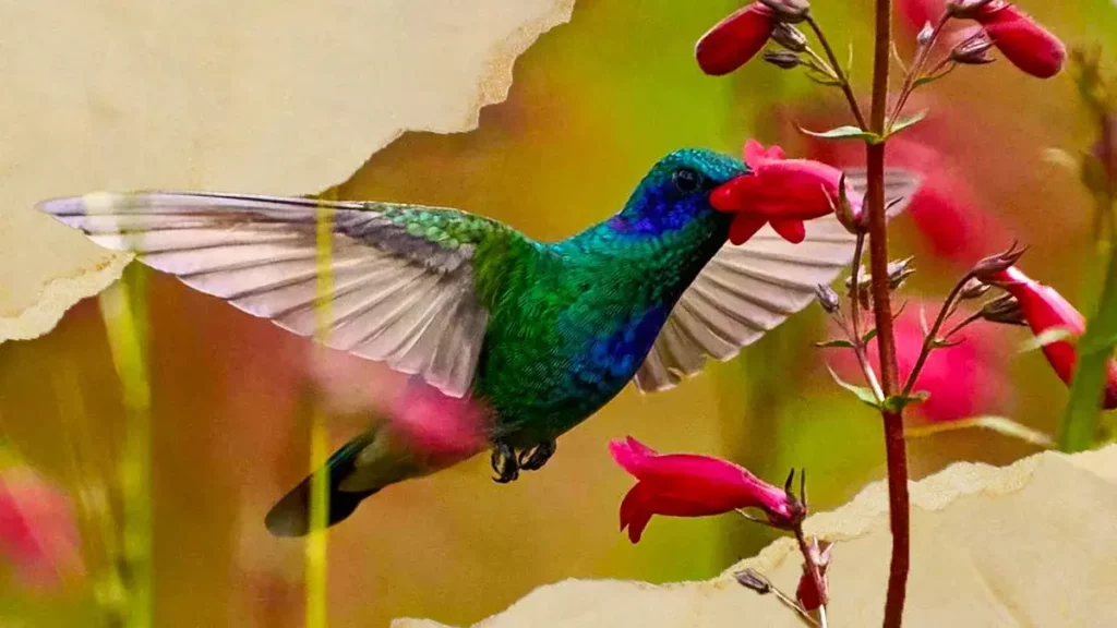 Crean santuario de colibríes en Puebla para preservar la especie