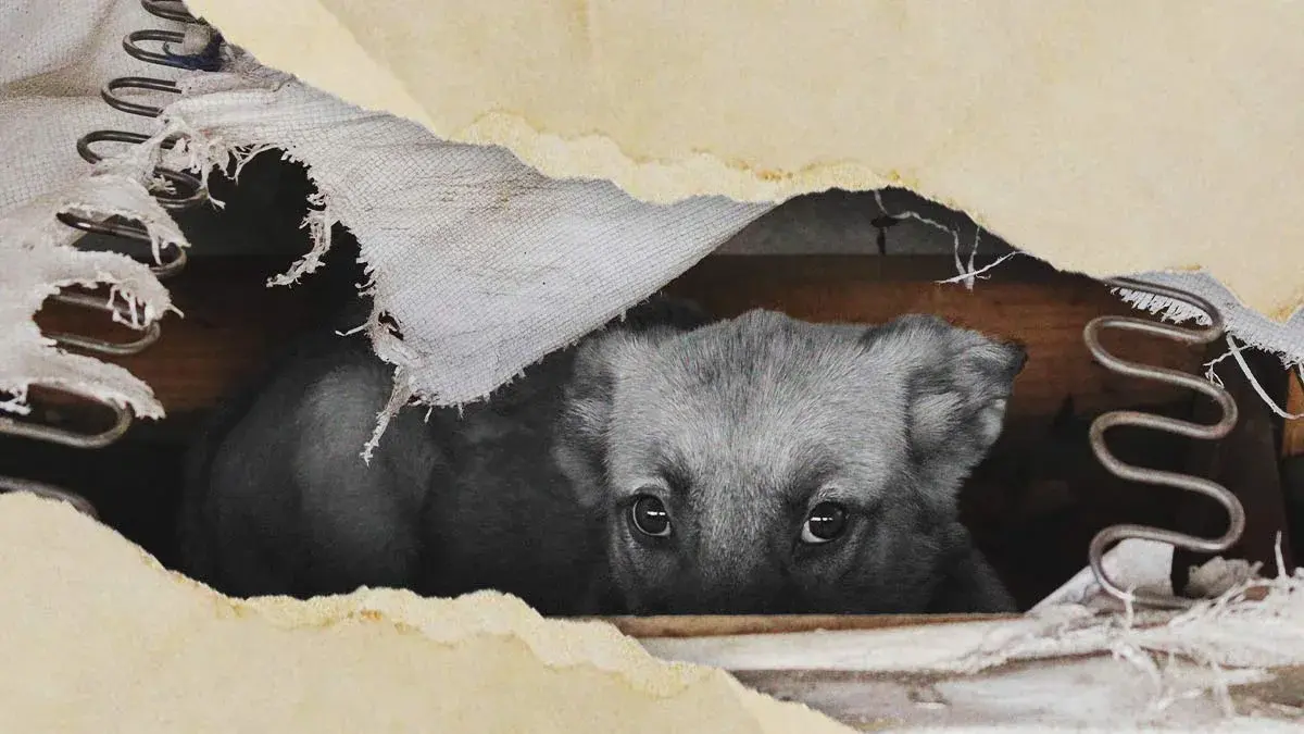 Maltrato animal repuntó durante 2023 en Puebla, estos son algunos de los peores casos 