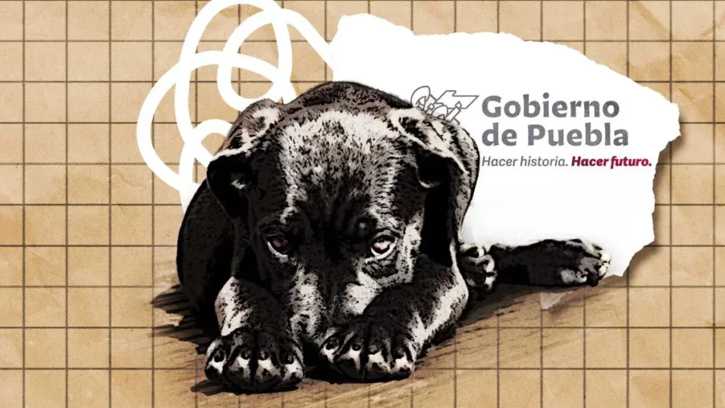 Gobierno de Puebla inició 46 denuncias por maltrato animal en 2023