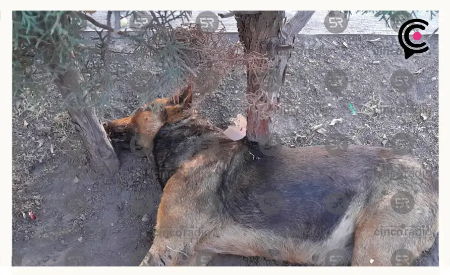 Envenenaron a perros adoptados por secundaria en Acatzingo tras evitar robo en la institución