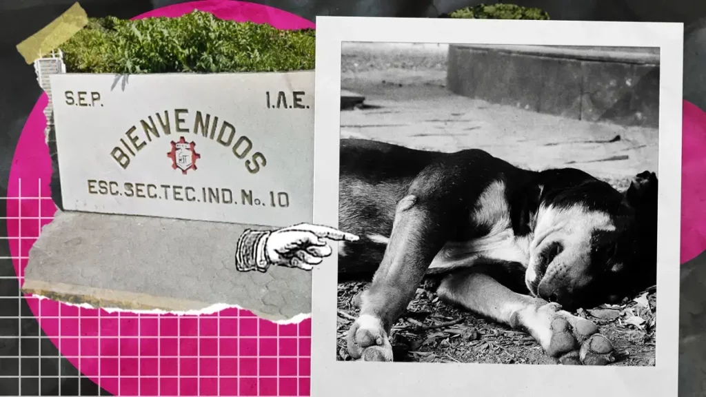 Envenenaron a perros adoptados por secundaria en Acatzingo tras evitar robo en la institución