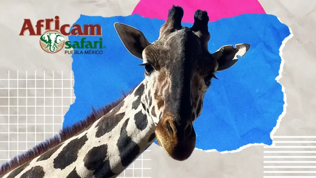 Trasladarán a la jirafa ‘Benito’ a Africam Safari en Puebla